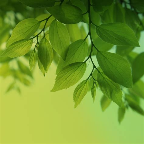 Free Download Samsung Galaxy S4 Stock Wallpaper Green Leaves Nexus