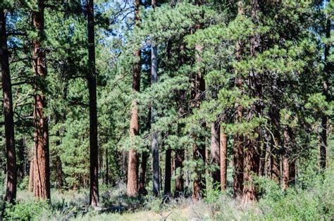 Forest Of Ponderosa Pine Trees In Oregon Stock Photo Image Of
