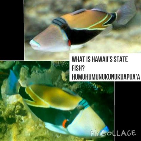 This Is The Hawaiian State Fish Hawaii Life Fish Hawaii