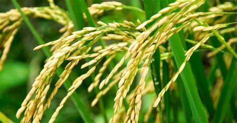Some say that has worsened new delhi's air as the capital deals with a third coronavirus wave. From Rice Fields to Your Office Printer - Double A Paper ...