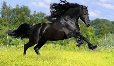 But you must remember that not so long after the black stallion was released another film was made that was the wonderful images and rich detail draw you into the film and say more than words ever could. Running Black Horse Wallpapers HD / Desktop and Mobile ...