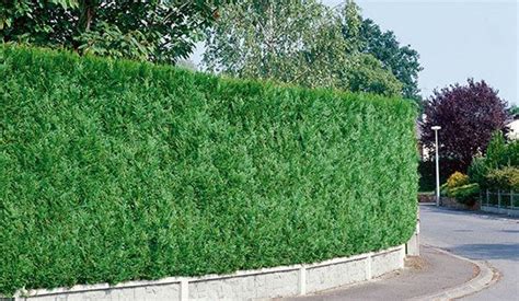 Best Privacy Hedges Green Giant Arborvitae Hedges Privacy Landscaping