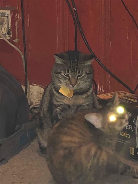Cursedcats Cursedimagesanarchy