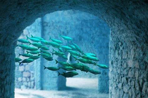 How To Feng Shui Your Fish Aquarium For Abundance 5 Factors To
