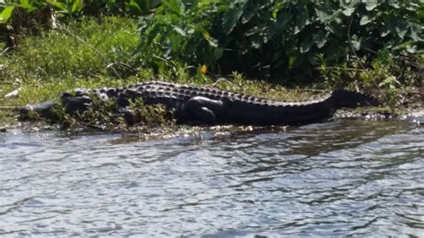 Alligator Lake Osceola County Central Florida Fishing Lakes