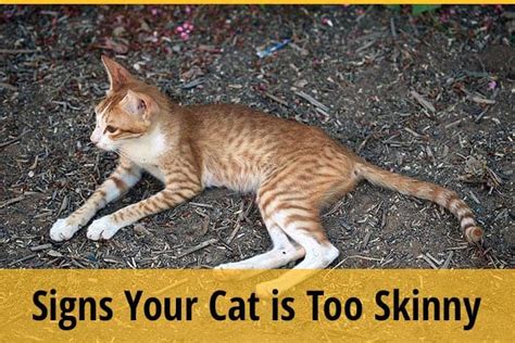 Cancer begins with the abnormal growth of cells that. How to Tell if Your Cat is Too Skinny? | ZooAwesome