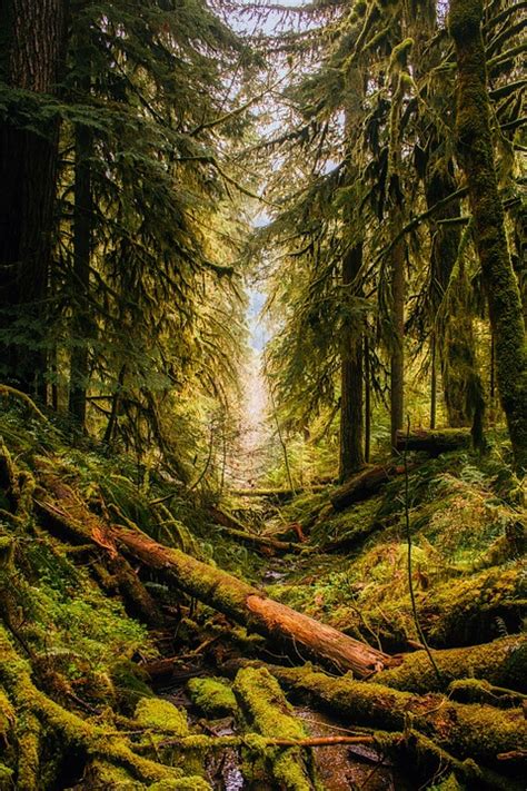 Oregon Landscape Forest · Free Photo On Pixabay