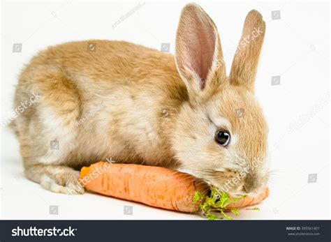 Cute Red Baby Easter Rabbit Eating Stock Photo 395561401 Shutterstock