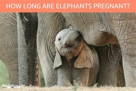 How Long Is An Elephants Pregnancy Gestational Period For Elephants