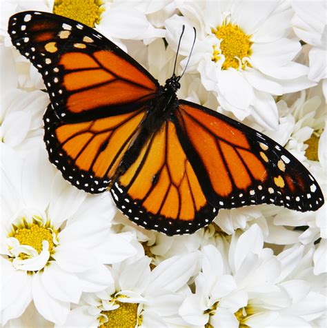 What flowers do butterflies like most. Mix of live butterflies for butterfly release - A ...