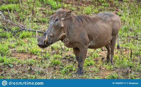 Warthog Kruger National Park South Africa Stock Image Image Of
