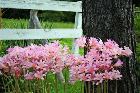 6 Different Types Of Naked Ladies Flowers Homeporio