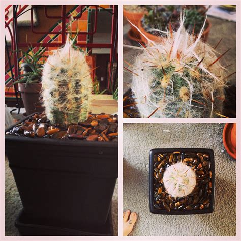 Old man cactus, bunny cactus, old man of mexico, white persian cat cactus. I always wanted an Old Man Of the Andes cacti and today I ...