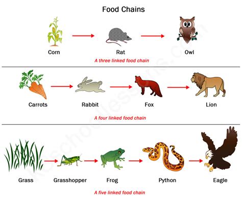 Dibujo Aprendisaje Cadena Alimenticia Coloriar Food Chain Diagram