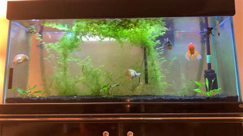 55 Gallon Fancy Goldfish Tank Youtube