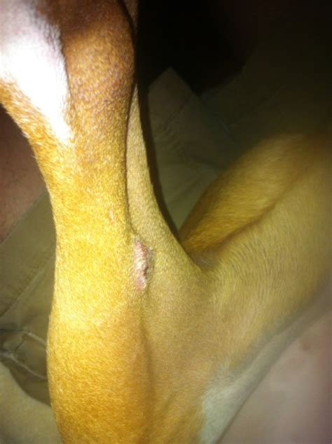 8 Month Old Boxer With Fungal Bumps Boxer Forum Boxer Breed Dog Forums