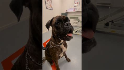 Boxer Sammie To The Vet Got A Growing Lump On His Chest ☹️ Youtube