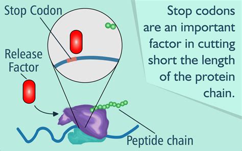 19 Extraordinary Facts About Stop Codon
