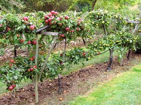 All About Gardening And Nature The Fruit Garden Growing Fruit And