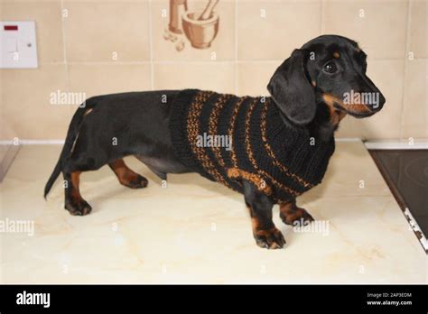 One of the world's best loved dog breeds, the Miniature Dachshund