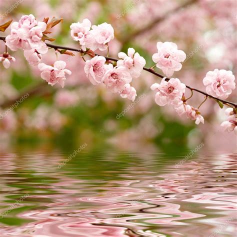 Spring Flowers Reflected In The Water — Stock Photo