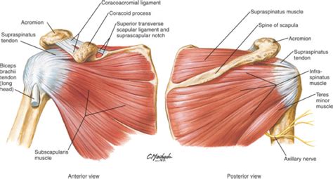 Exam Series Guide To The Shoulder Exam Canadiem