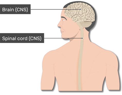 Central Nervous System Diagram Labeled Nervous System Wikipedia