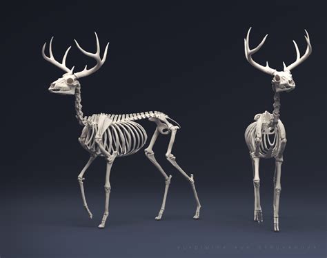 Deer Body Parts Diagram