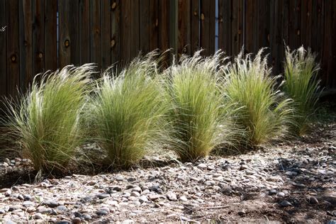 Drought Tolerant Plants For Dry Climates Like Texas With Images