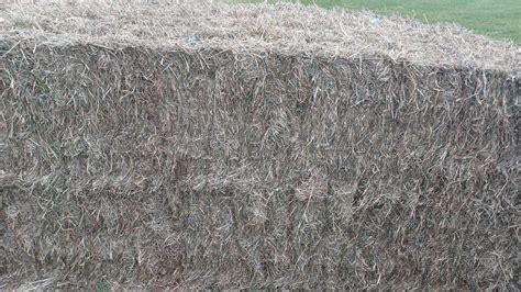Premium Orchardgrass Hay For Sale Hay For Sale Ads