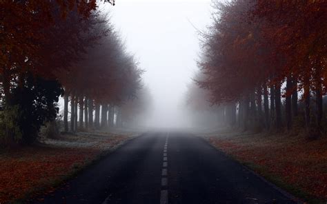 Foggy Road With Trees Background 1920x1200 Download Hd Wallpaper