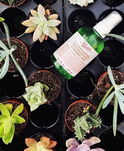 Increases skin cell respiration so cells take in more oxygen, resulting in a less dull looking appearance). Kiehl's Since 1851 Cactus Flower & Tibetan Ginseng ...