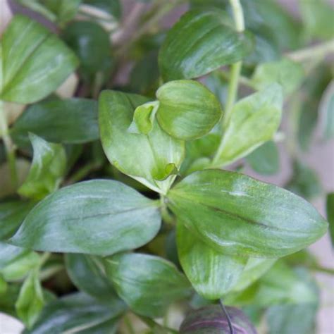 Fluminensis is therefore very plain looking so search out some of the. Wholesale Wandering Jew Rooted Plug Liners