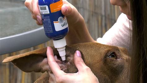 Cleaning Dogs Ears Vetericyn Animal Wellness