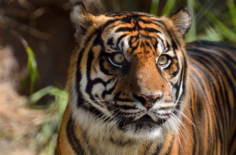 Sumatran Tiger Free Stock Photo Public Domain Pictures