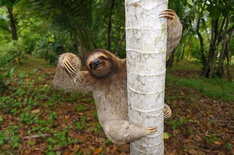 Categorythree Toed Sloths Animals Wiki Fandom