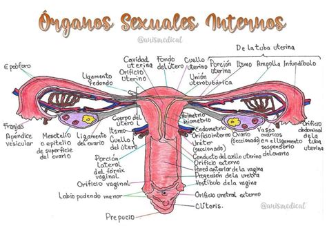 Anatom A De Los Rganos Genitales Femeninos Diagrama El Sistema The