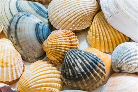 Closeup Shot Of Big And Small Seashells Stock Photo Image Of Closeup