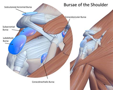Bursitis Coastal Virginia Spine And Pain Center