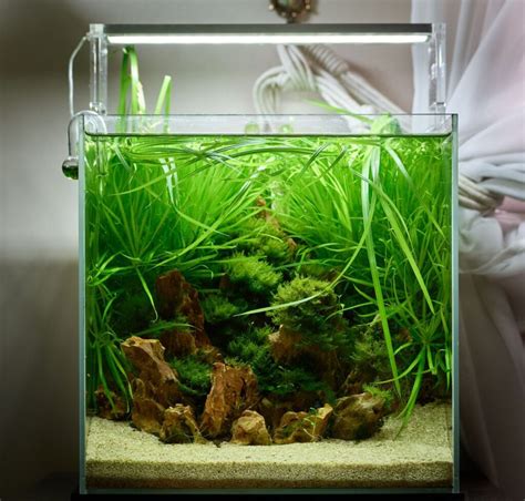Freshwater Aquarium Grass Tankful Club