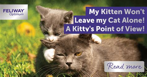 My Kitten Won't Leave my Cat Alone! A Kitty's Point of View!