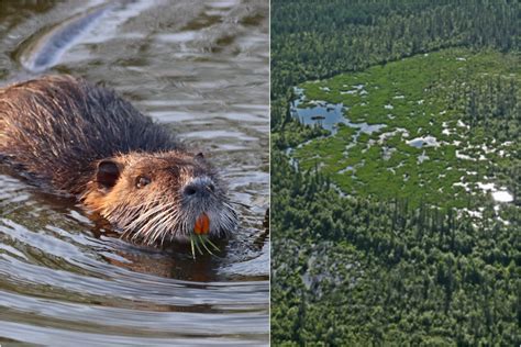 The Worlds Largest Beaver Dam Is In Alberta And Can Be Seen From Space