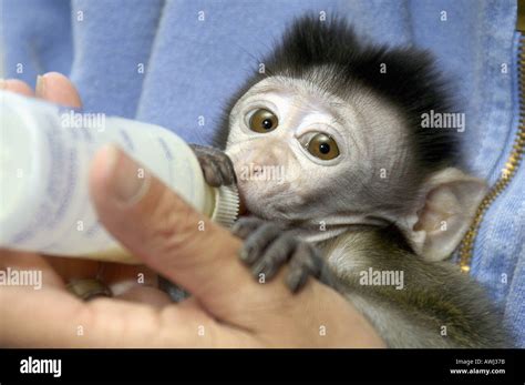 Baby Java Macaque Monkey Sips Milk Formula From A Bottle Stock Photo