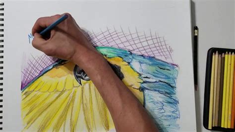 Aprende A Dibujar Una Guacamaya Con Colores Pasos Sencillos Youtube