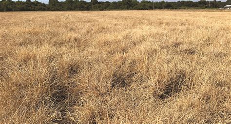 Summer Dormant Tall Fescue Fills The Gap Hay And Forage Magazine