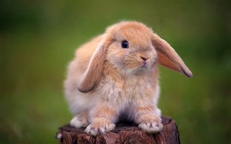 Download Animal Rabbit Hd Wallpaper
