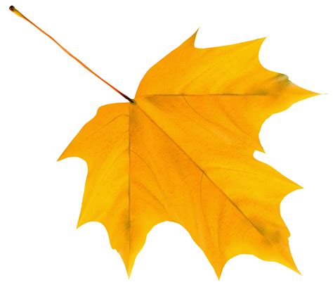 Autumn Leaf Png