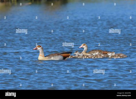 Egyptian Goose Alopochen Aegyptiacus Pair With Chicks Swimming Stock