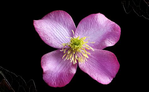 Free Images Blossom Flower Purple Petal Pink Flora Close Up