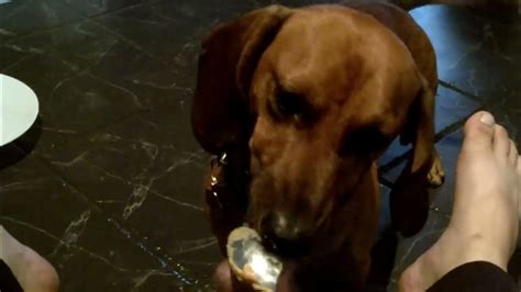 Kizmet The Worlds Cutest Dog Eating Peanut Butter Youtube